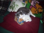 Rosie and her kitty