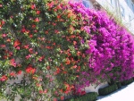 pretty flowers!
