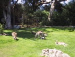 Kangaroos and wallabies and wallaroos....oh my!