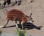 Hey. I'm a kangaroo.