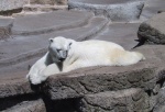 Polar bear. Fur real.