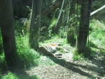 ~tired tigris