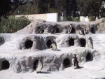 mmmm.....tasty penguins....
