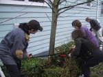 How many women does it take to kill a tree dead? 